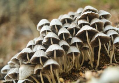 Harness the Power of Mushrooms for Your Health with Supplements